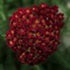 (1 Gallon) Achillea Millefolium &