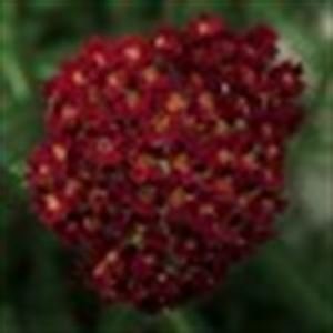 (1 Gallon) Achillea Millefolium ' Desert Evetm Red' Yarrow, Clusters of Long-Blooming, Orange-Brown Flowers On Upright Stems Rise From Low Mounds