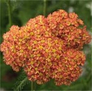 (1 Gallon) Achillea Millefolium 'Desert Evetm Terracotta' Yarrow, Clusters of Long-Blooming, Orange-Brown Flowers