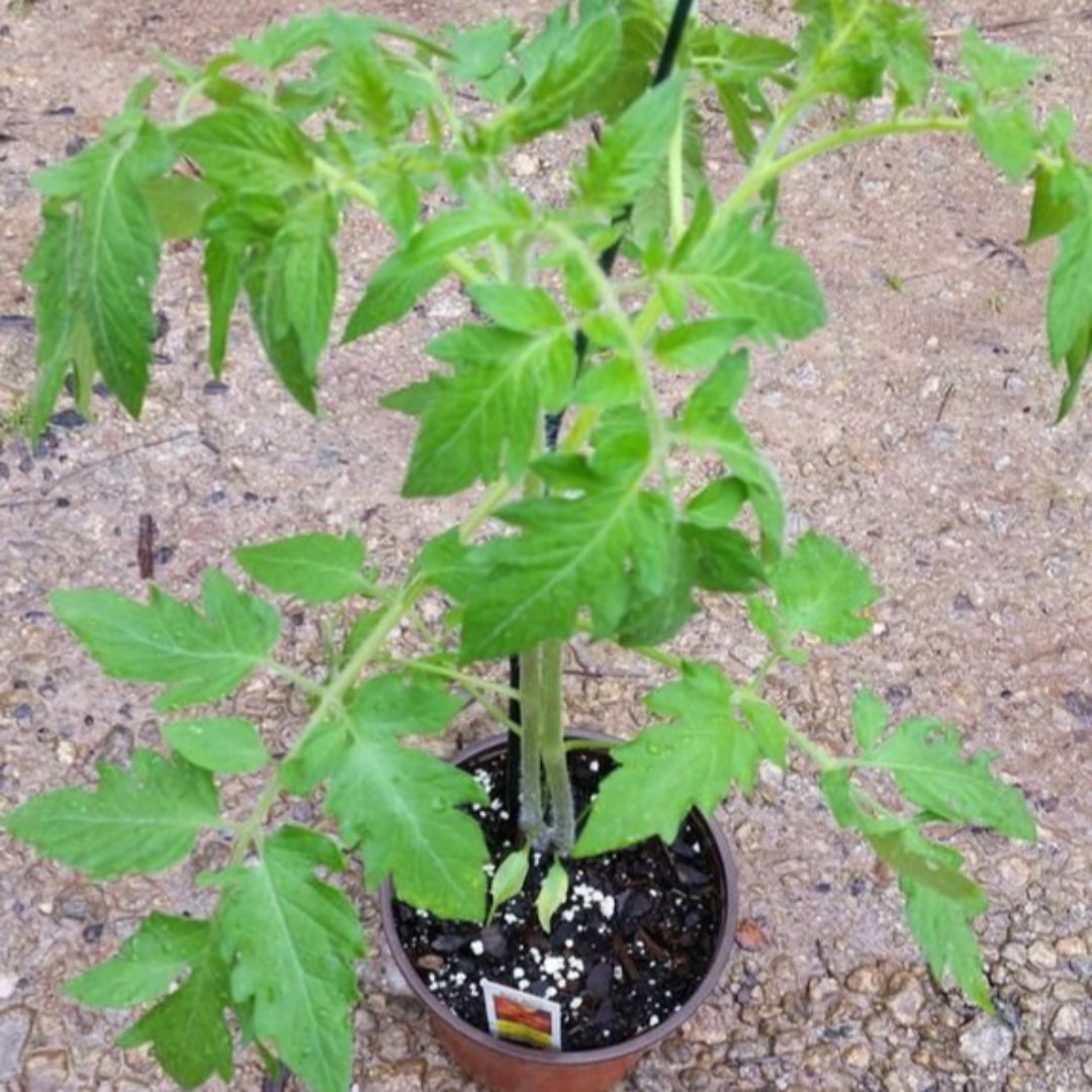(1 Gallon) Tomato Plant &