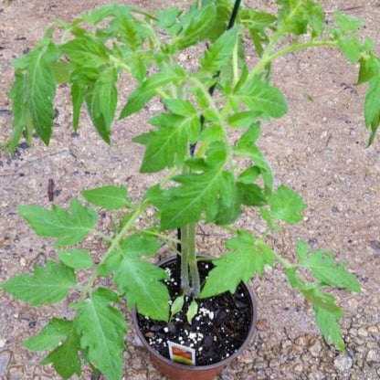 (1 Gallon) Tomato Plant &