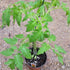 (1 Gallon) Tomato Plant &