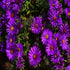 (1 Gallon) Aster Novae-Angliae Purple Dome - Rich Purple Mounds of Daisy-Like Blossoms Contrast Beautifully with Its Sunny Yellow Centers.
