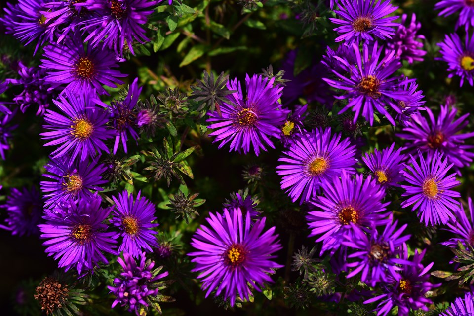 (1 Gallon) Aster Novae-Angliae Purple Dome - Rich Purple Mounds of Daisy-Like Blossoms Contrast Beautifully with Its Sunny Yellow Centers.