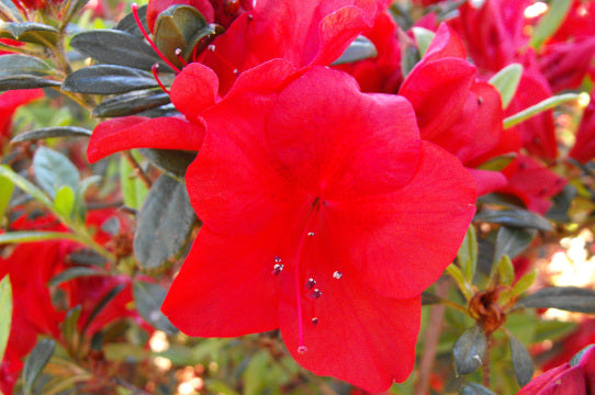 Bloom N Again Fireside Red Azalea