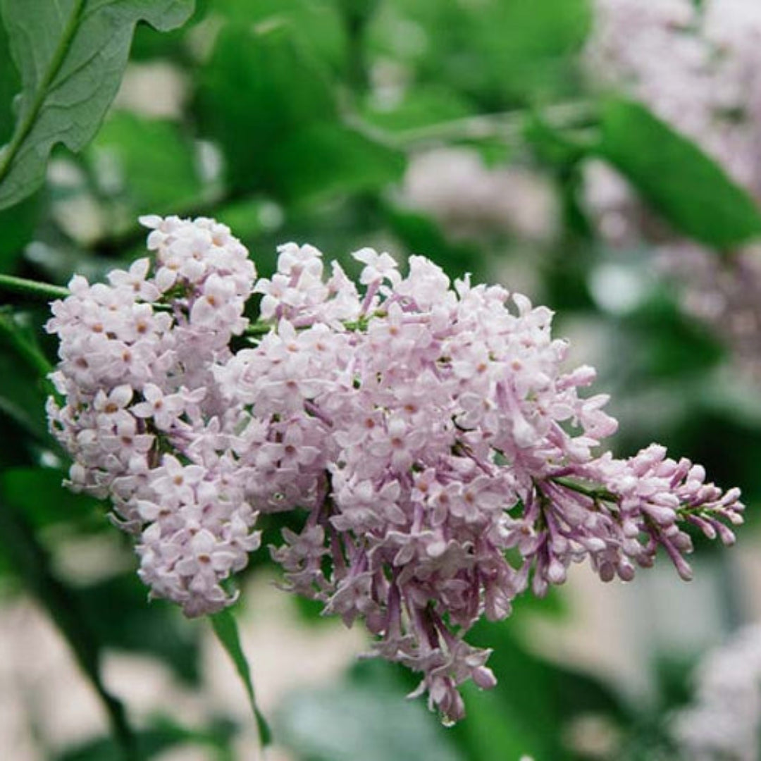 Persian Lilac