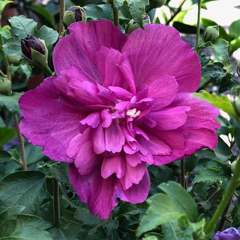 Hibiscus 'Raspberry Smoothie'