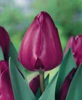 (Pack of 10 BULBS) TULIP NEGRITA Satiny, Deep Purple Blooms, Combines Wonderfully with Lighter Varieties