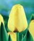 (Pack of 10 BULBS) TULIP GOLDEN APELDOORN Wonderful Golden Yellow, Colossal Blooms, COMES BACK YEAR AFTER YEAR