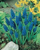 (Pack of 15 Bulbs) Muscari Armeniacum