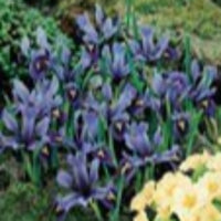 Pack of Iris reticulata bulbs ready to plant, showing multiple bulbs and shoots