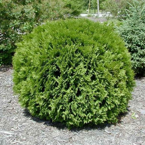 Woodwardii Thuja