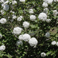 Cayuga Viburnum Shrub with Pink Buds and White Blooms in Garden