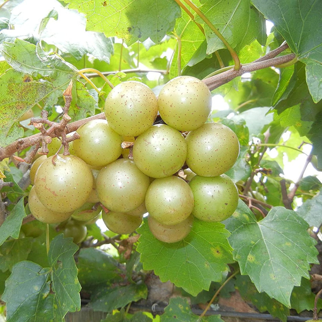 Quality Grape Tree Grapes Tree With Fruit