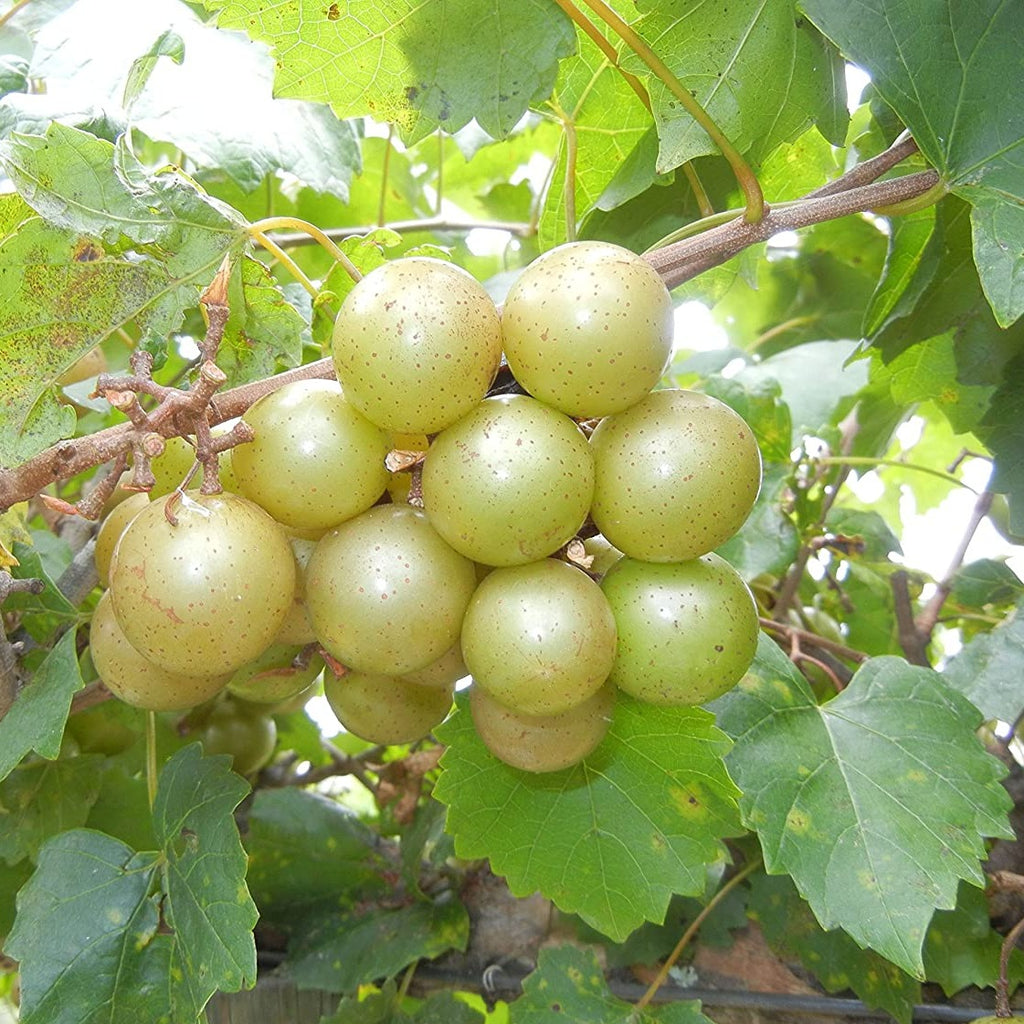 Tara Muscadine Grape Vine