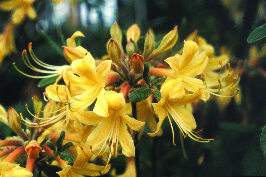 Rhododendron ' Admiral Semmes' Native Azalea, Fragrant, Gorgeous Yellow Blooms, Considered Trouble Free