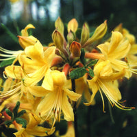 Rhododendron ' Admiral Semmes' Native Azalea, Fragrant, Gorgeous Yellow Blooms, Considered Trouble Free