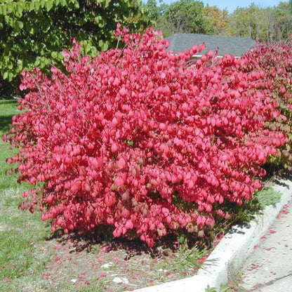 Euonymus Alatus Compactus