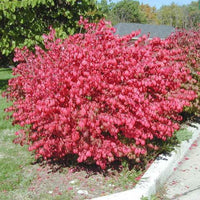 Euonymus Alatus Compactus