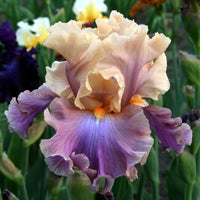 1 Gallon Pot: Iris Germanica 'Chasing Rainbows' Bearded German Iris. Ruffled, Peach-Pink Standards with Orchid-Violet Falls. Profuse Bloomer.