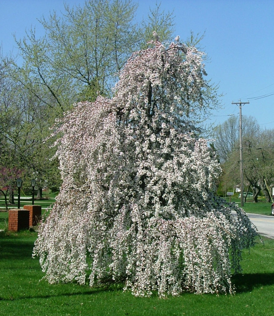 snow fountain weeping cherry trees