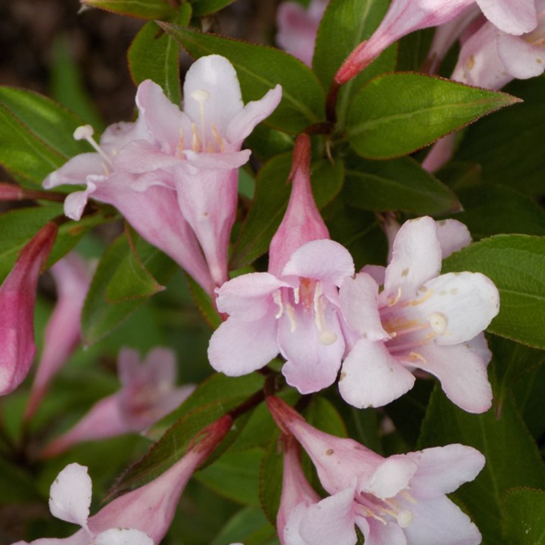 Weigela 'Pink Poppet'
