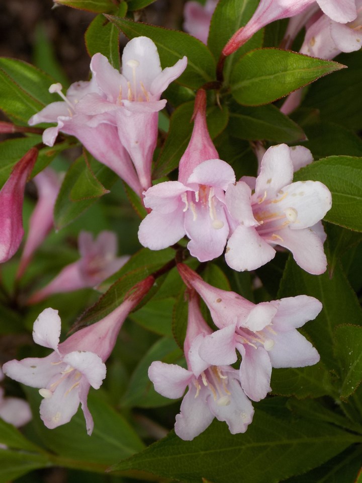 Weigela 'Pink Poppet'