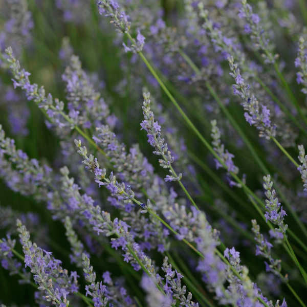 1 Gallon Pot: Lavandula X Intermedia 'Provence' French Lavender. Aromatic Grey-Green Foliage with Long Spikes of Fragrant Blue-Violet Flowers.