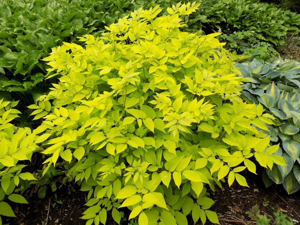 (1 Gallon) Aralia Cordata Sun King Golden Japanese Spikenard