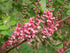 Indigofera Amblyantha