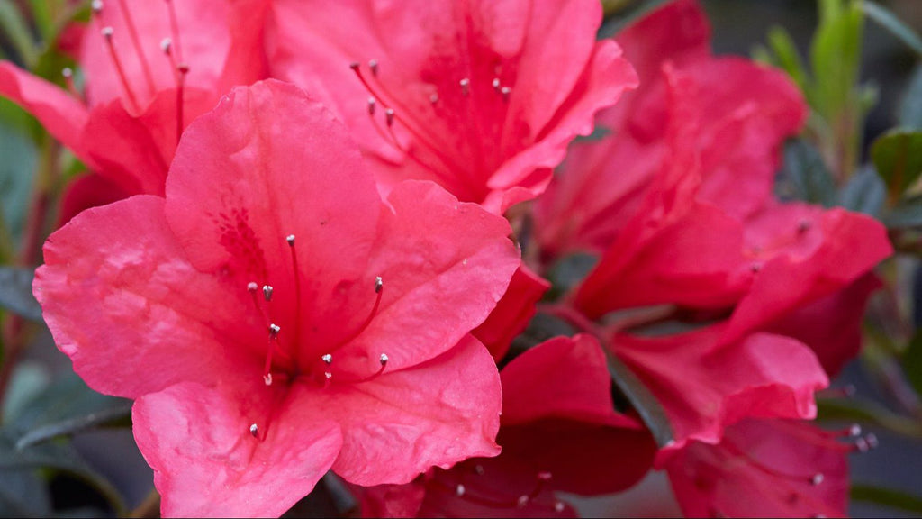 Azalea Fuchsia Parasol Deja Bloom