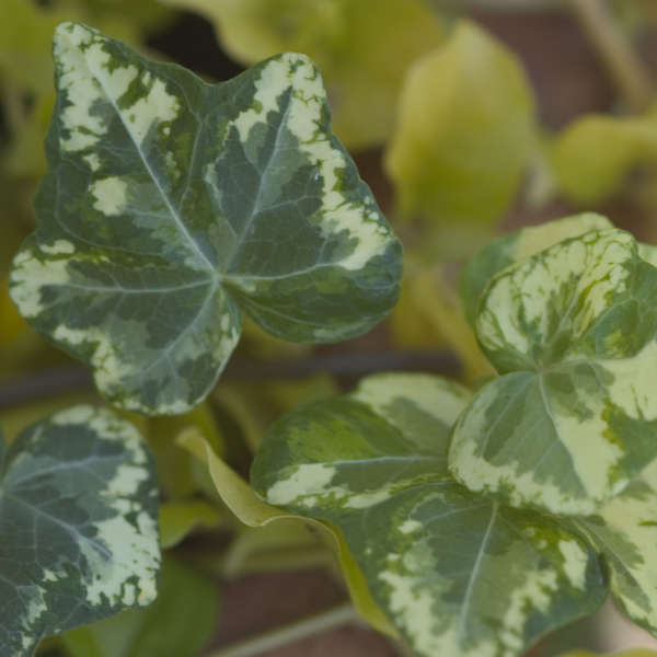 4 Inch Round Pot/10 Count Flat: Hedera Helix 'Golden Ingot' Ivy. Variegated Ivy. Evergreen Foliage with a Bright Yellow Center. 2003 Ivy of The Year.