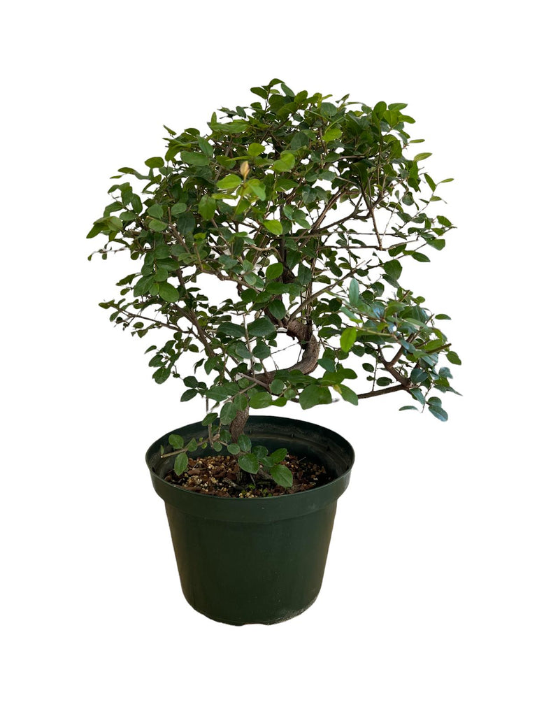 Bonsai, Sweet Plum (Live Plant), Indoor/Outdoor Plant