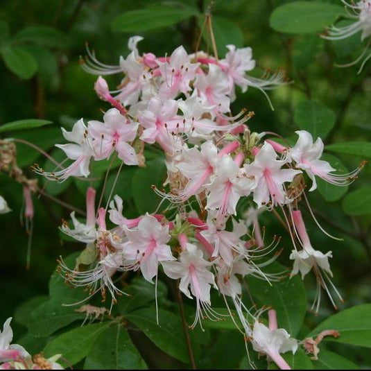 (3 Gallon) Rhododendron ' Camillas Blush' Native Azalea, Fragrant, Gorgeous Soft Pink Blooms