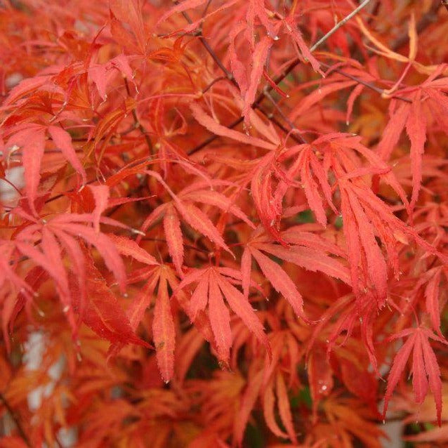 Beni Shi En Japanese Maple