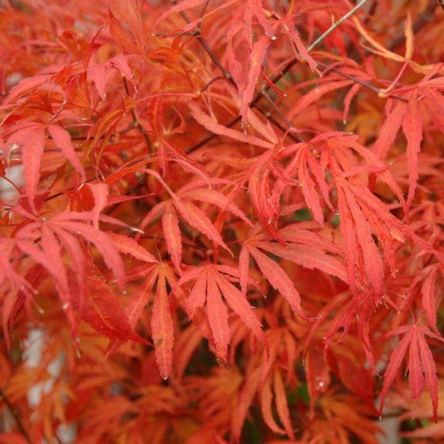 Beni Shi En Japanese Maple