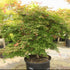 Acer Palmatum Olsen&