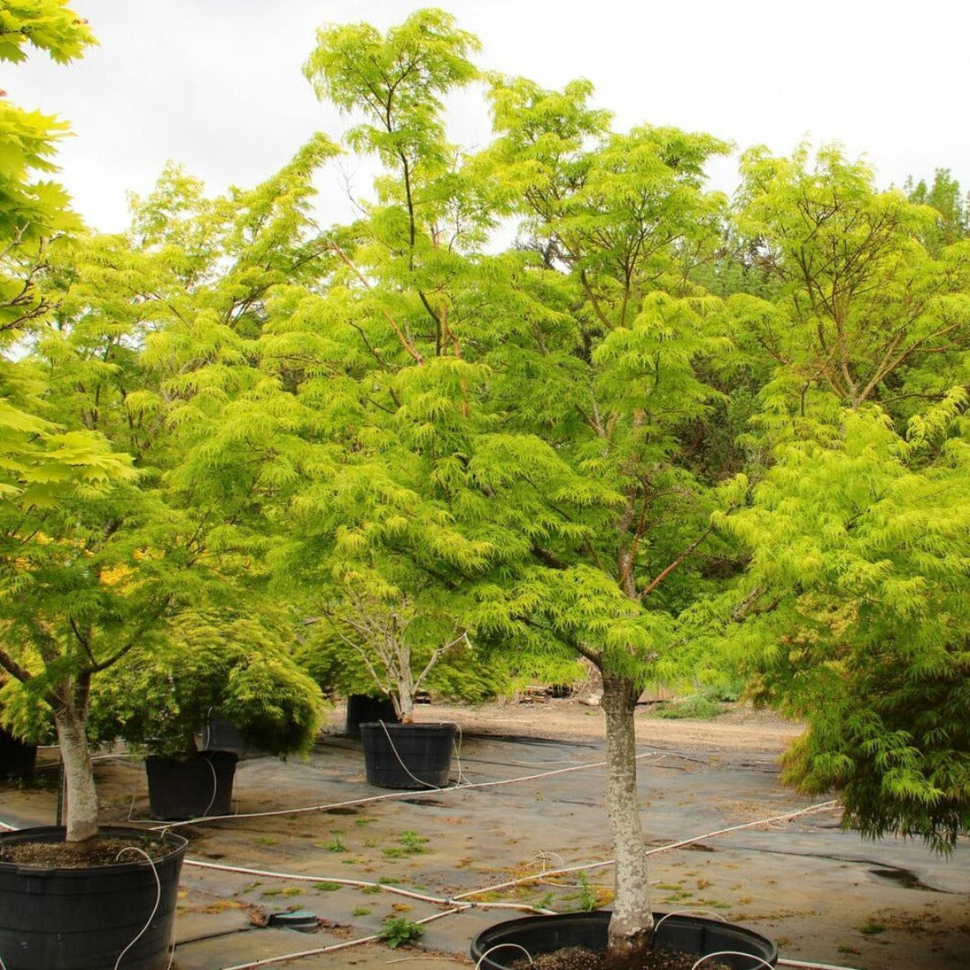 Seiryu Japanese Maple