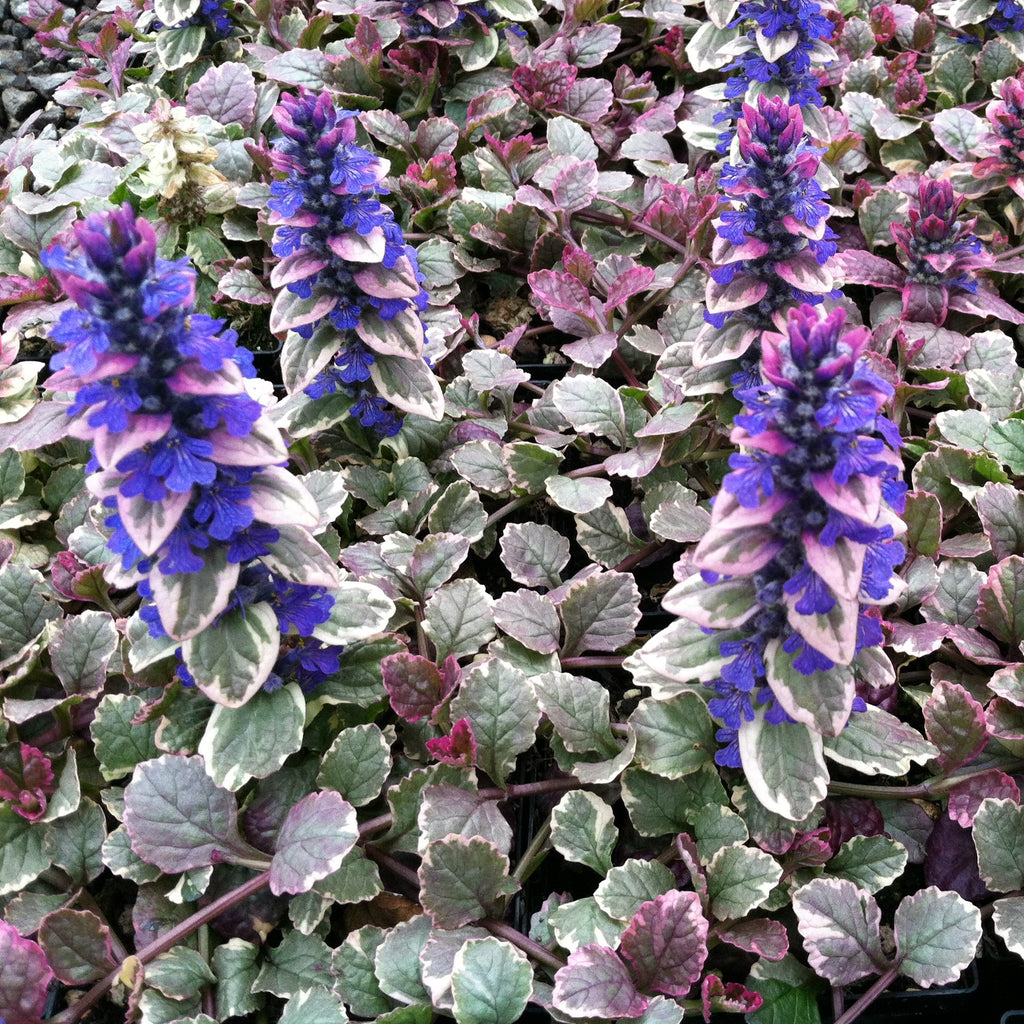 Ajuga Reptans 'Burgundy Glow' aka Burgundy Glow Bugleweed