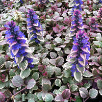 Ajuga reptans Burgundy Glow groundcover plant