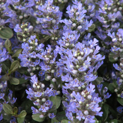 Chocolate Chip Ajuga groundcover plant