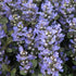 Chocolate Chip Ajuga groundcover plant