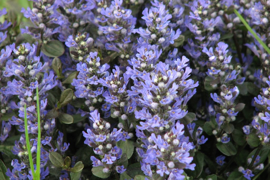 (18 Count Flat of 3.5) 'Chocolate Chip Ajuga, (Carpet Bugle, Bugleweed) Blue Flowers Above Dense Foliage of Small, Elongated, Overlapping Leaves