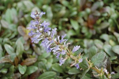Ajuga Reptans Chocolate Chip Has Small, Glossy, Bronze-Maroon and Green Foliage and Lilac-Blue, 2" Tall Flower Spikes.