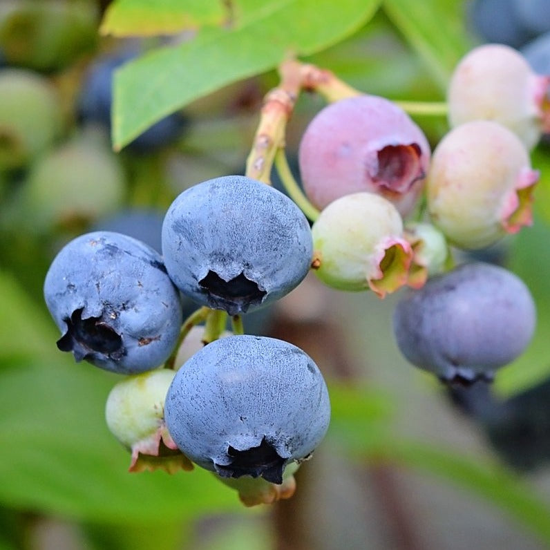 Alapaha Rabbiteye Blueberry Shrub - Medium Size Fruit, Dark Blue Color, Firmness and Good Yields