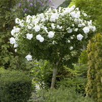 Pure white hibiscus Althea tree for landscape and garden decoration