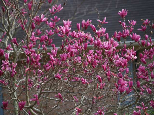 purple magnolia tree