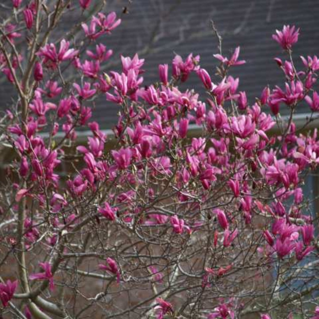 Betty Magnolia Tree - Smothered In Beautiful Reddish-Purple Blooms In Spring