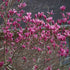 Betty Magnolia Tree - Smothered In Beautiful Reddish-Purple Blooms In Spring