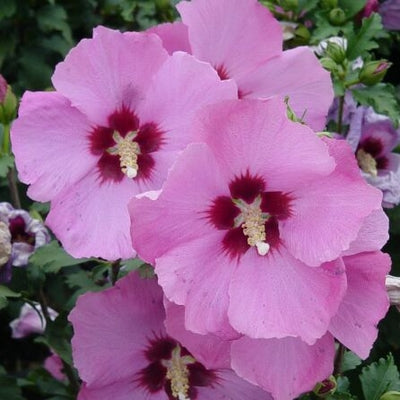 Althea Aphrodite, Single Pink with Red Throat(Rose of Sharon)- Shrub is Covered In Gorgeous Blooms From Summer To Fall.